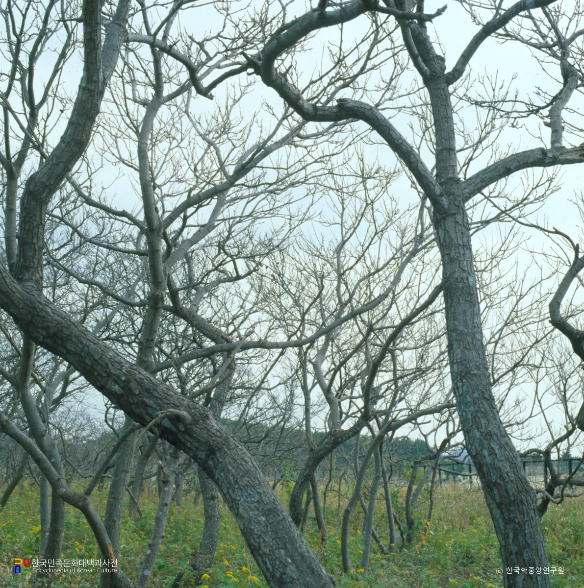 태안 안면도 모감주나무 군락