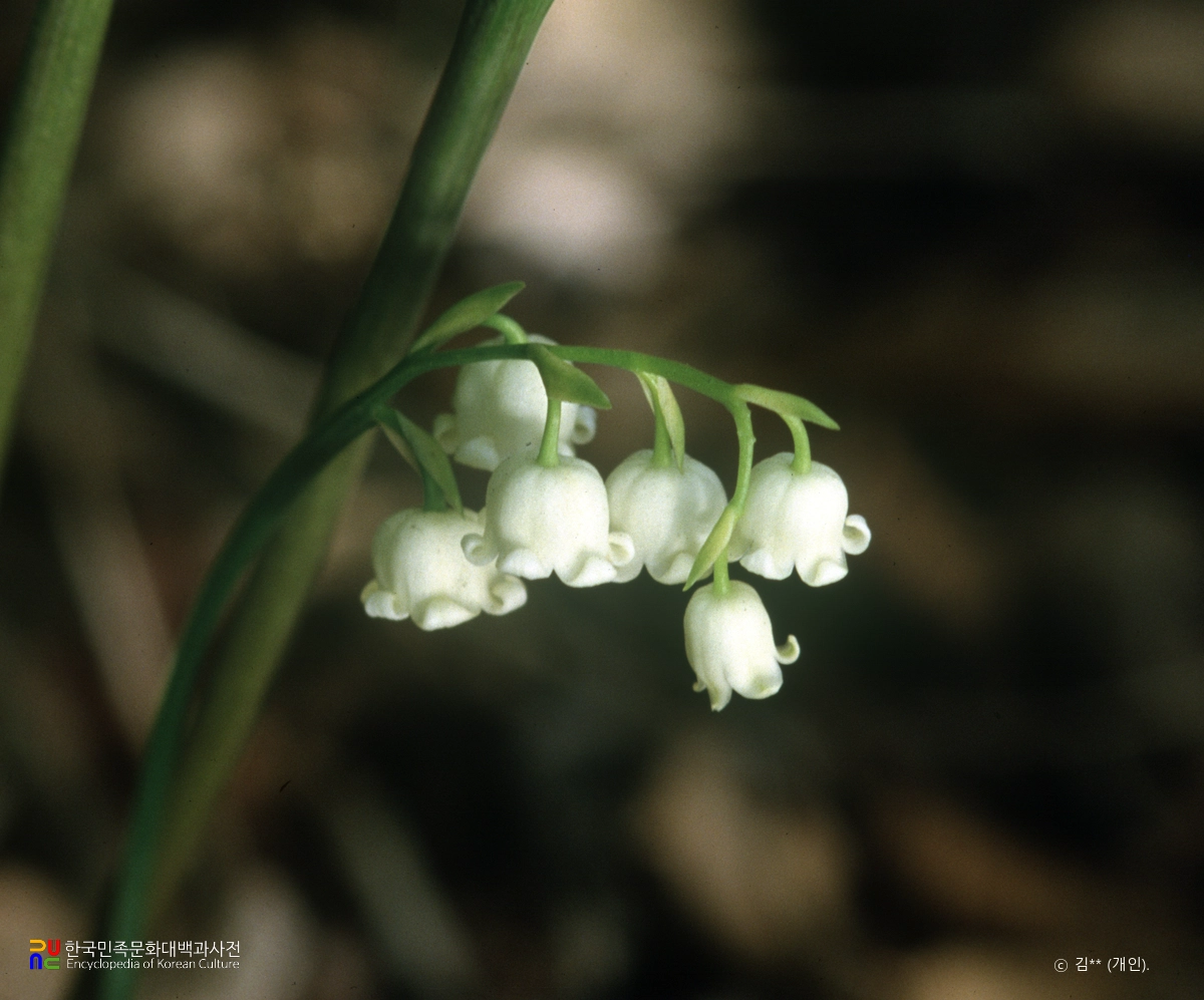 은방울꽃