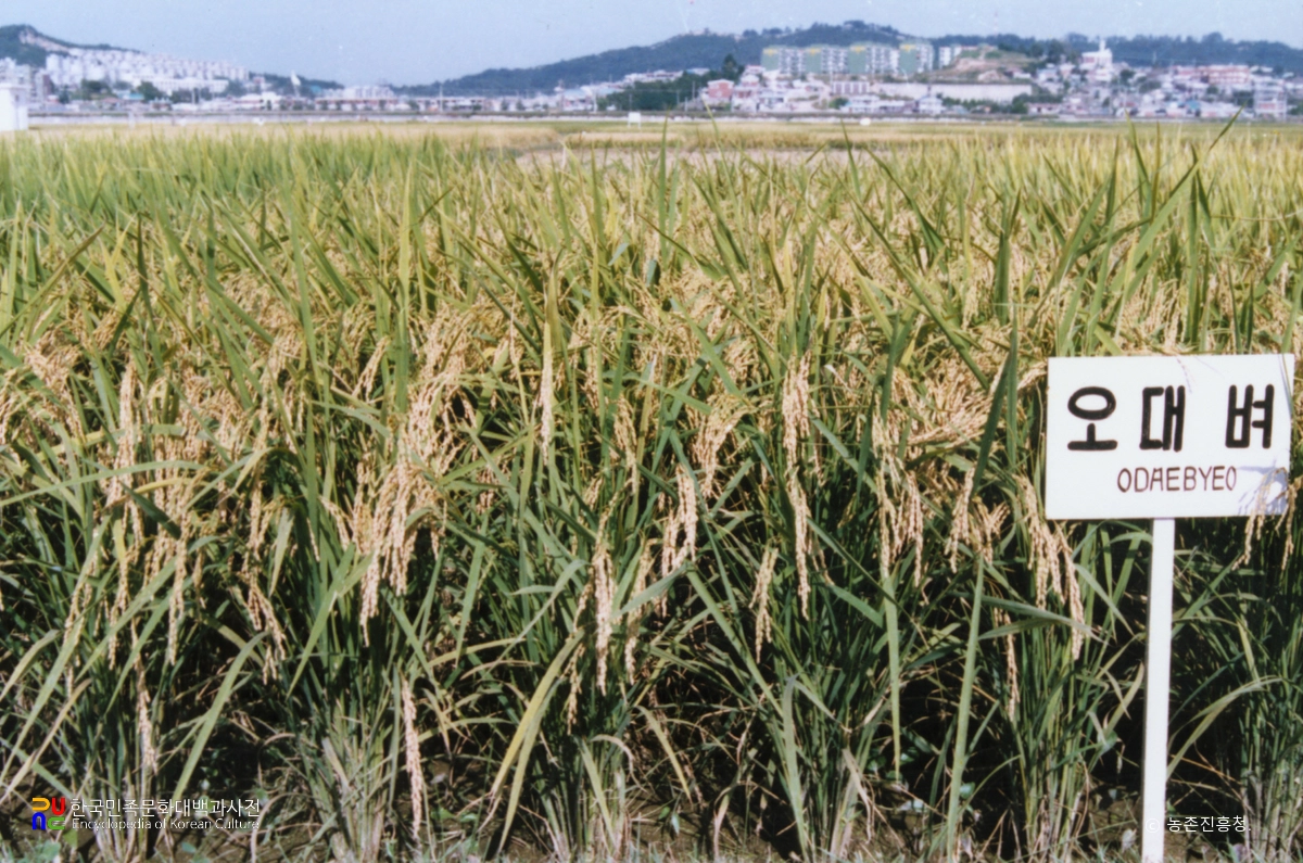 벼(오대벼)