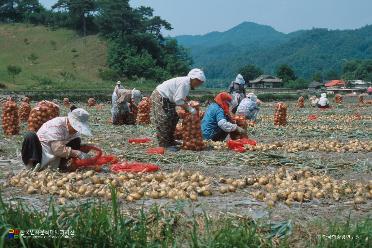 양파 수확 모습
