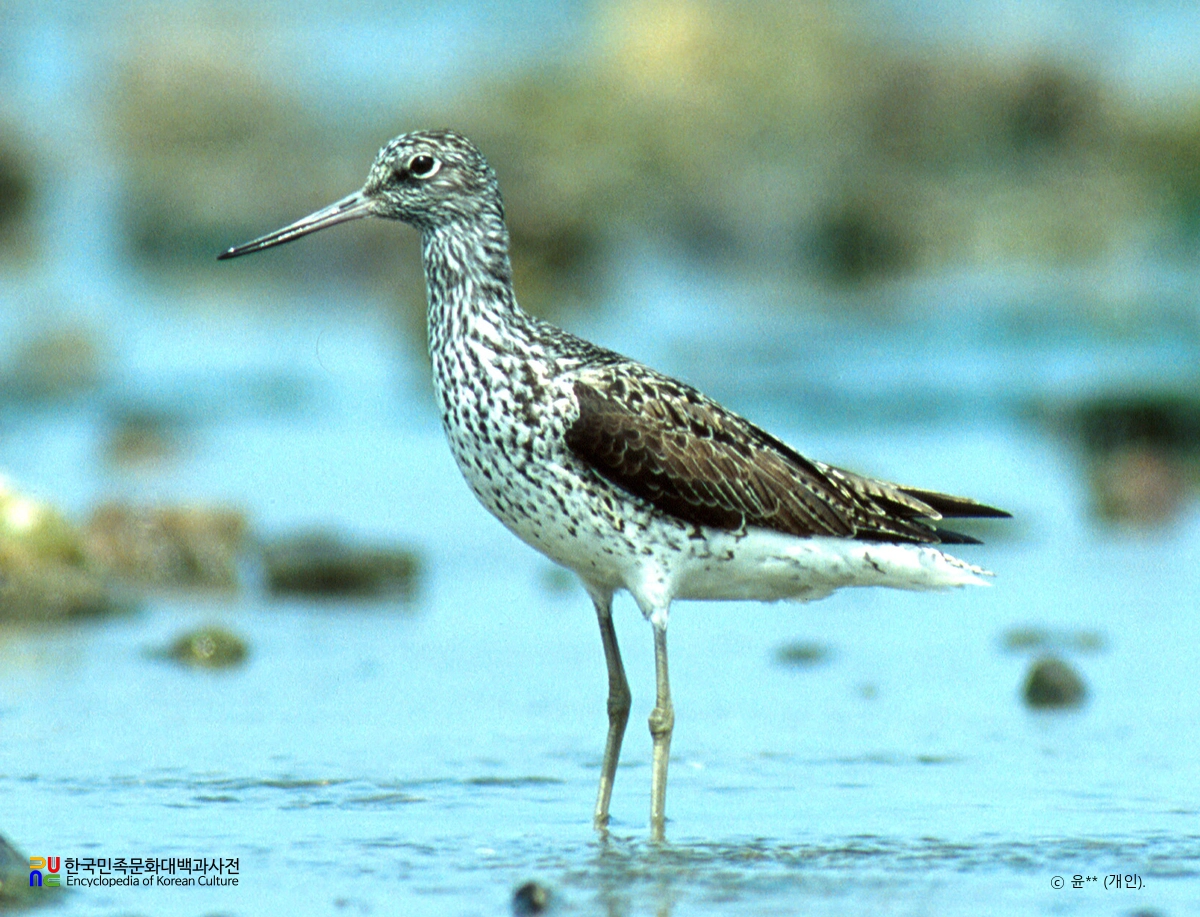 청다리도요사촌