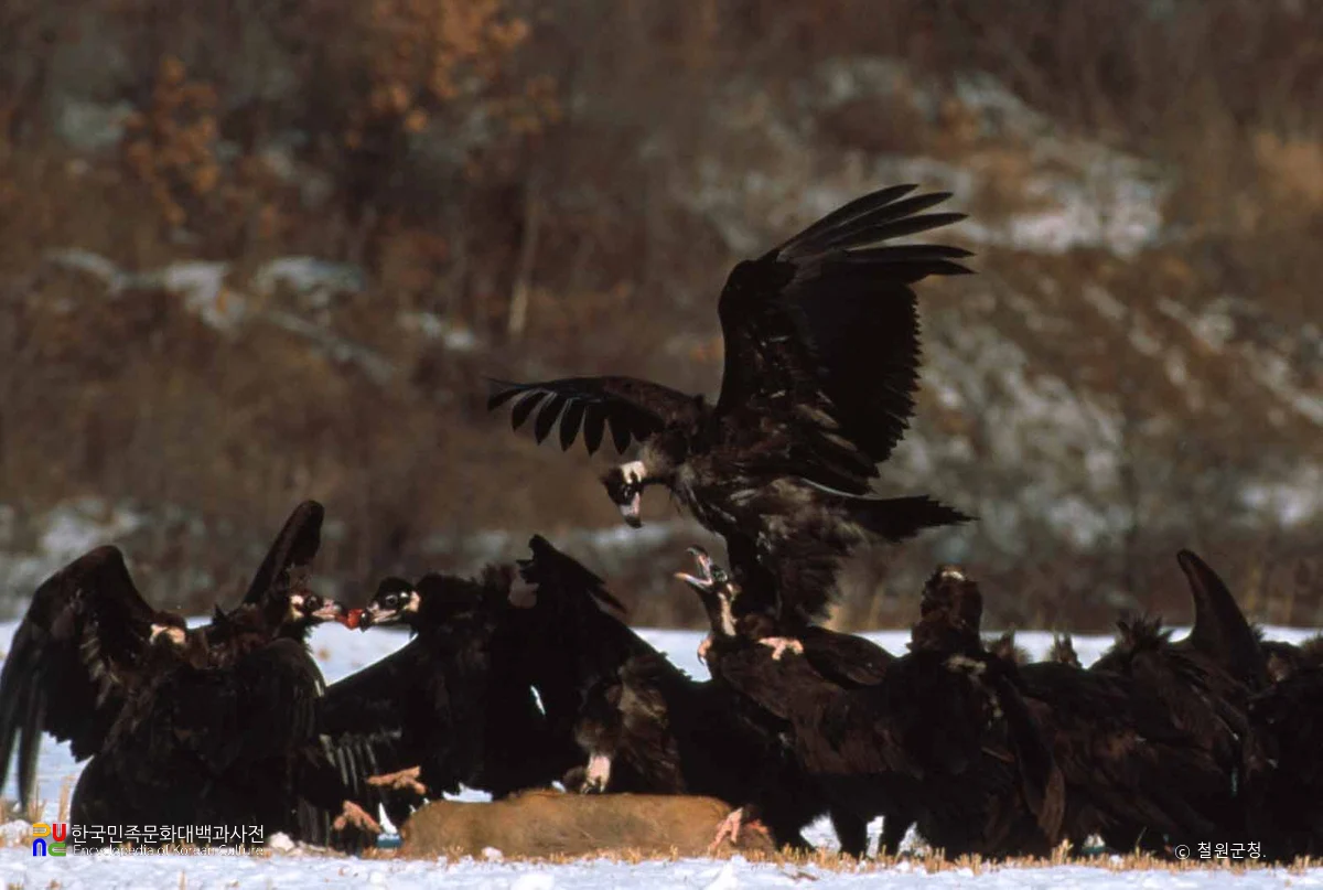 철원 철새 도래지