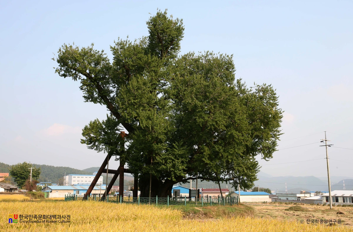 울주 구량리 은행나무