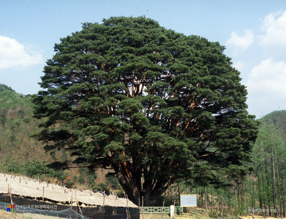 무주 삼공리 반송