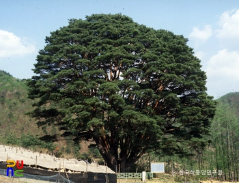 무주 삼공리 반송