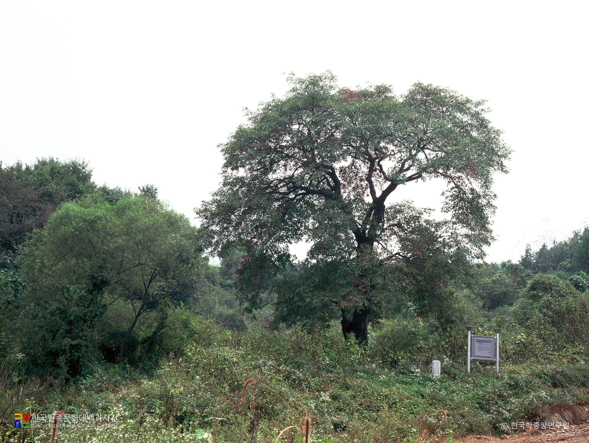 파주 무건리 물푸레나무