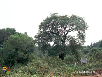 파주 무건리 물푸레나무