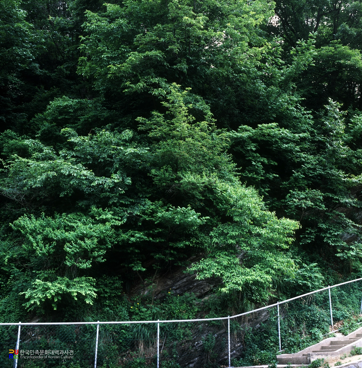 영동 매천리 미선나무 자생지