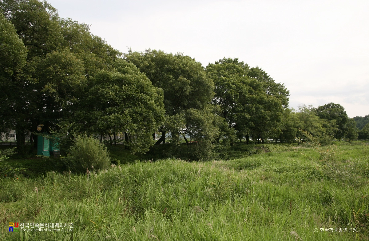 영천 자천리 오리장림