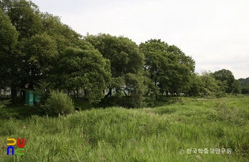 영천 자천리 오리장림