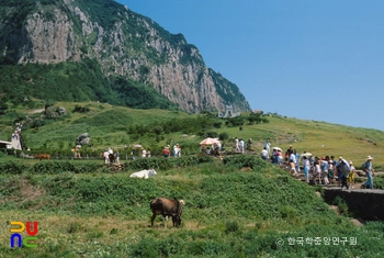 제주 산방산 암벽식물지대