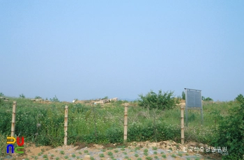 경산 조영동 고분군