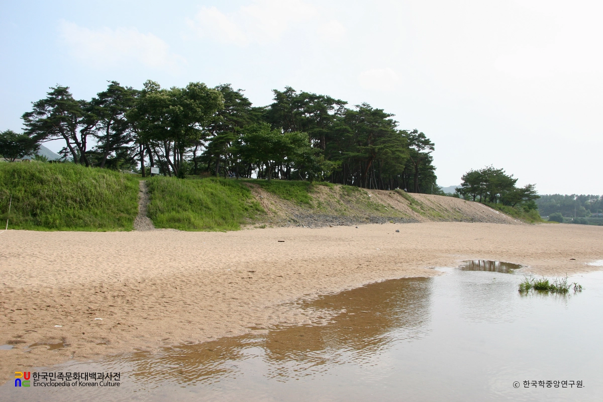 안동 하회마을 만송정 숲