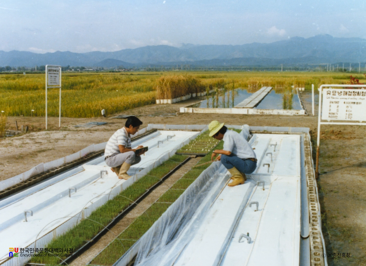 수도 냉해 검정시험