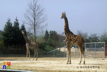 기린
