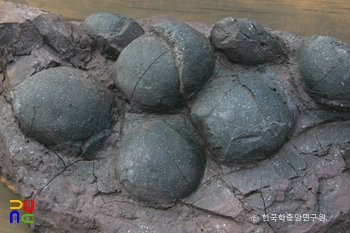 보성 비봉리 슬롯 머신 시카고화석 산지