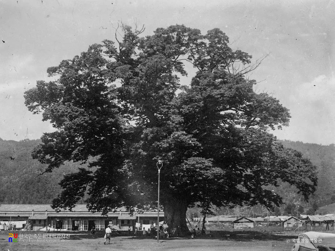 강원 삼척 도계읍 긴잎느티나무