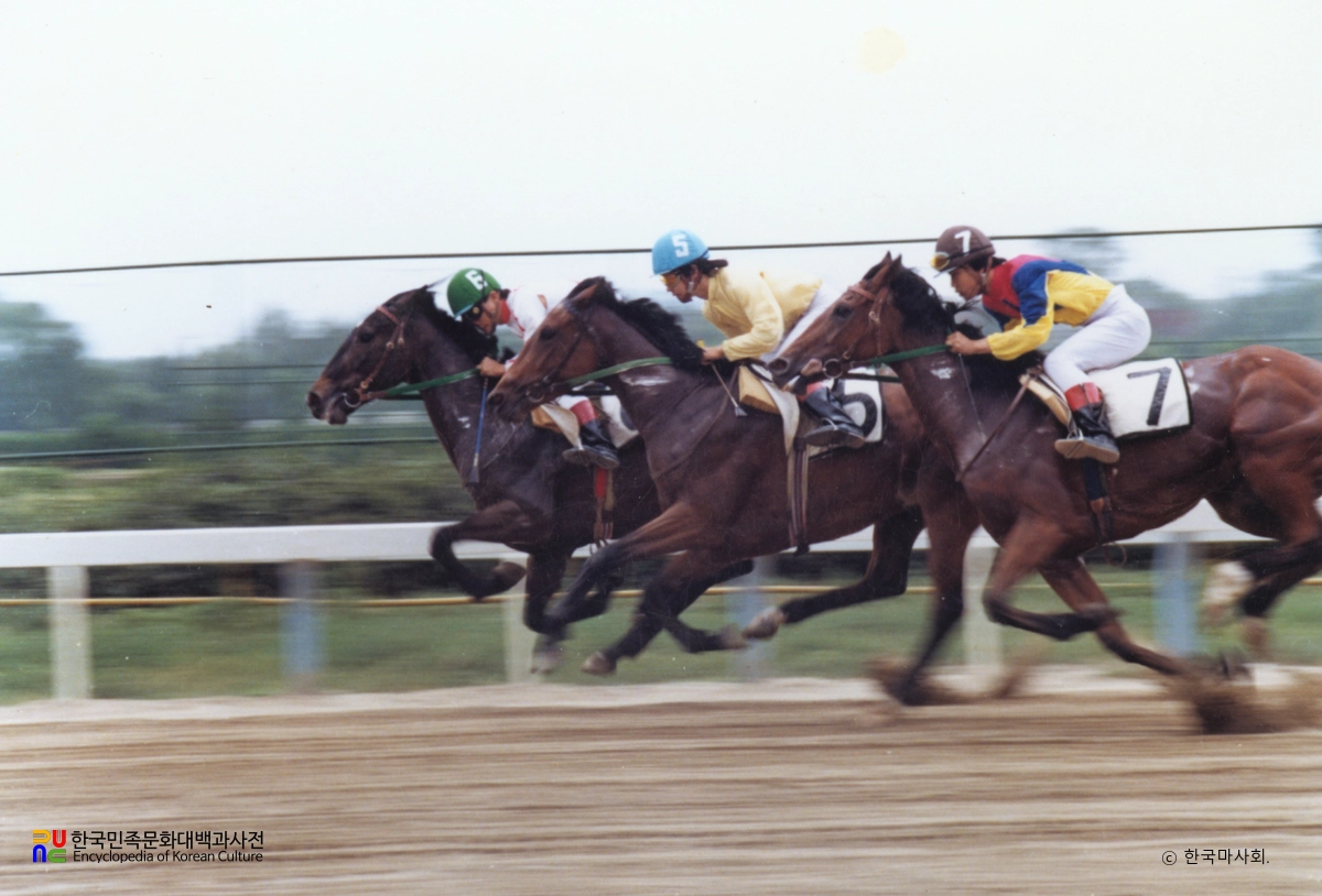 경마