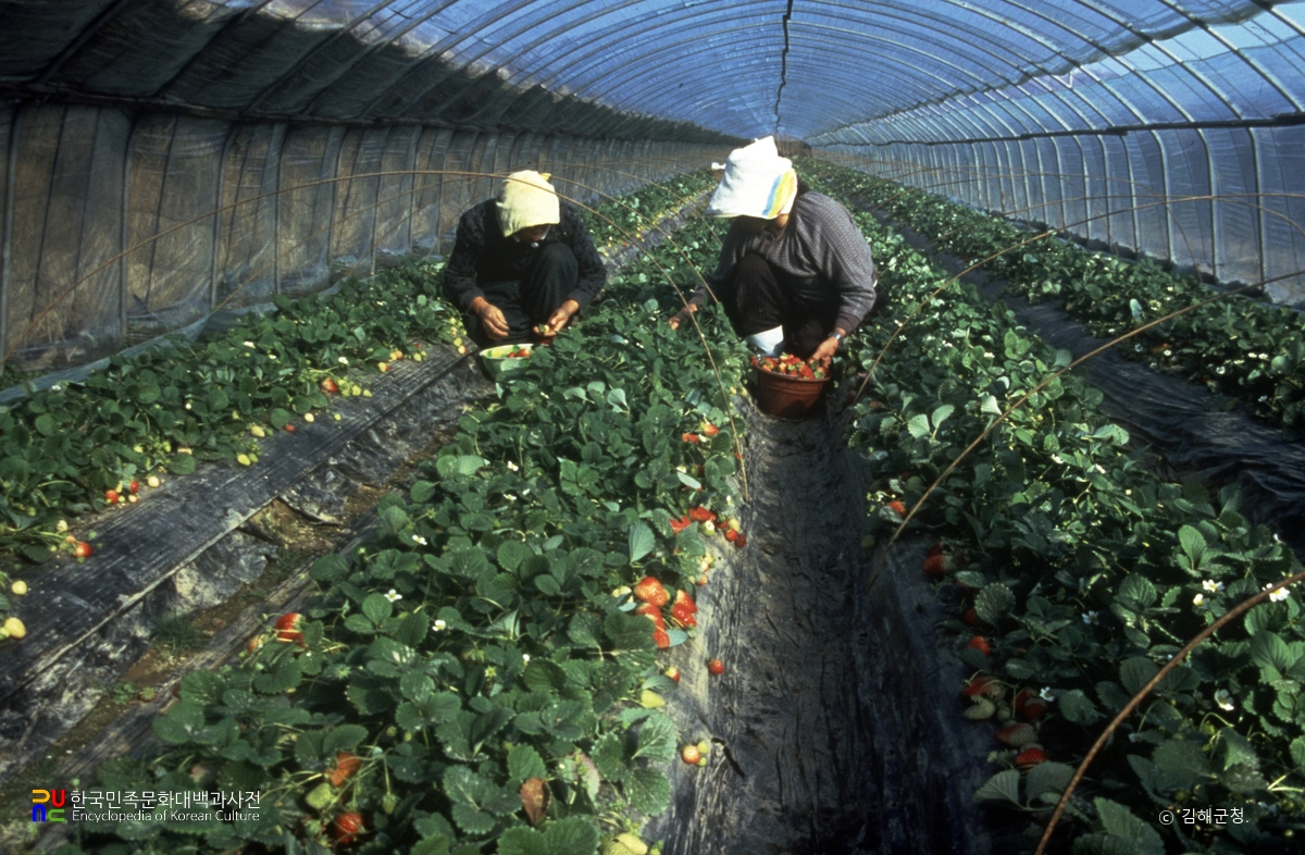 딸기 따는 모습