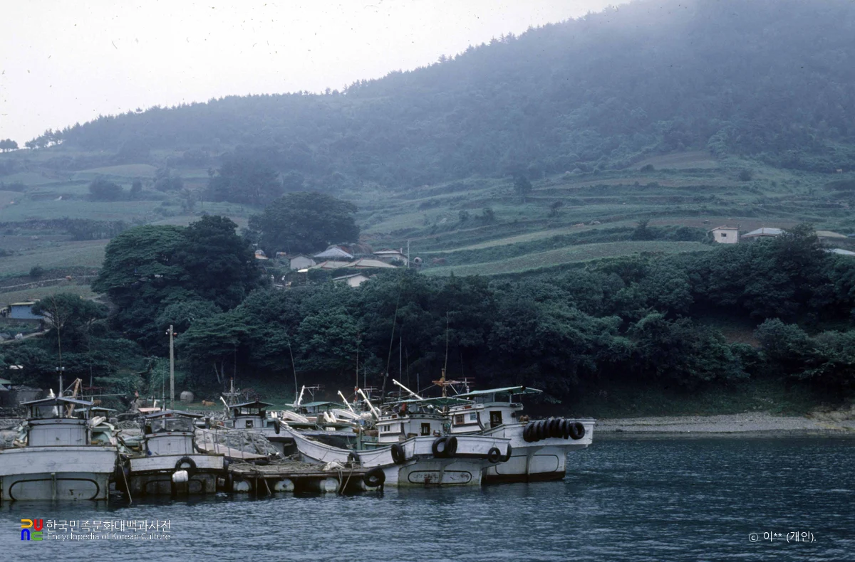 통영 추도 후박나무