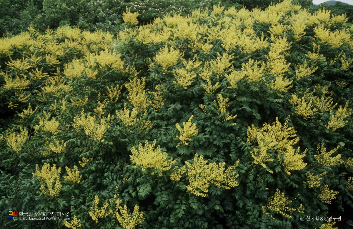 태안 안면도 모감주나무 군락