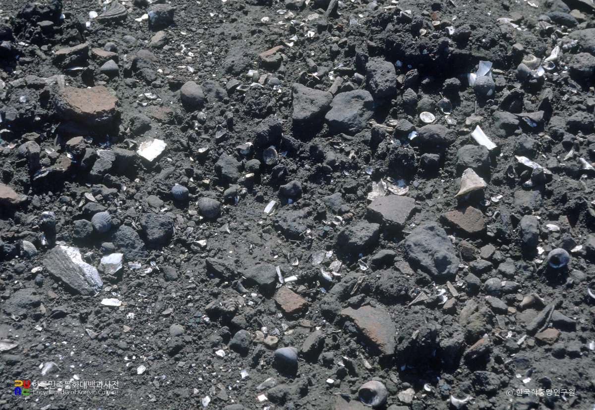 제주 곽지패총의 조개껍질