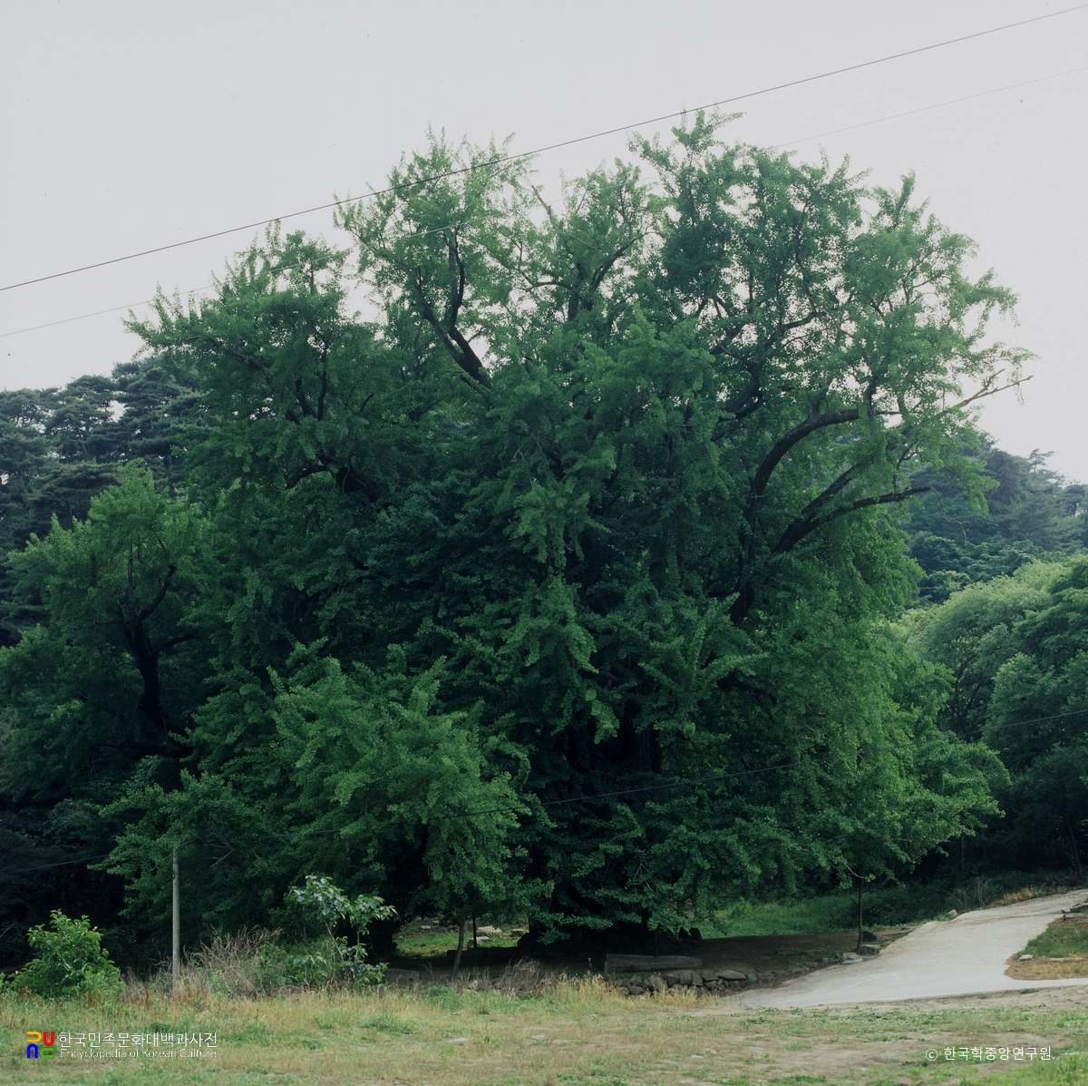 청도 적천사 은행나무