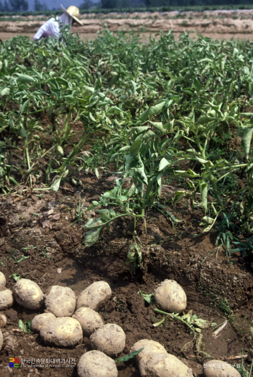 감자밭