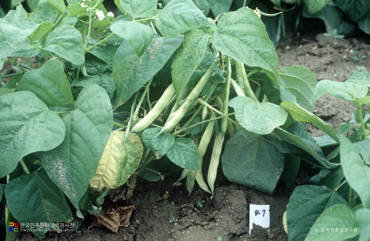 강낭콩