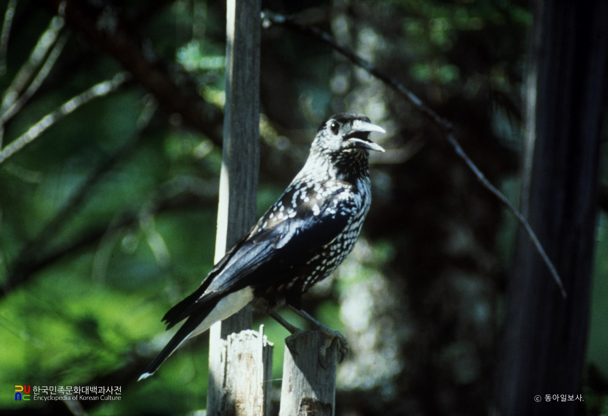 잦까마귀 / 백두산