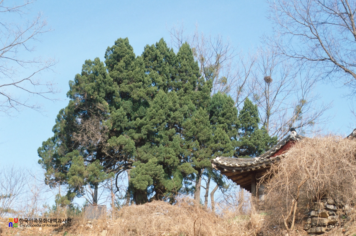 가평 연하리 향나무