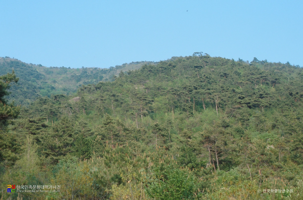 해남 녹우단 비자나무 숲