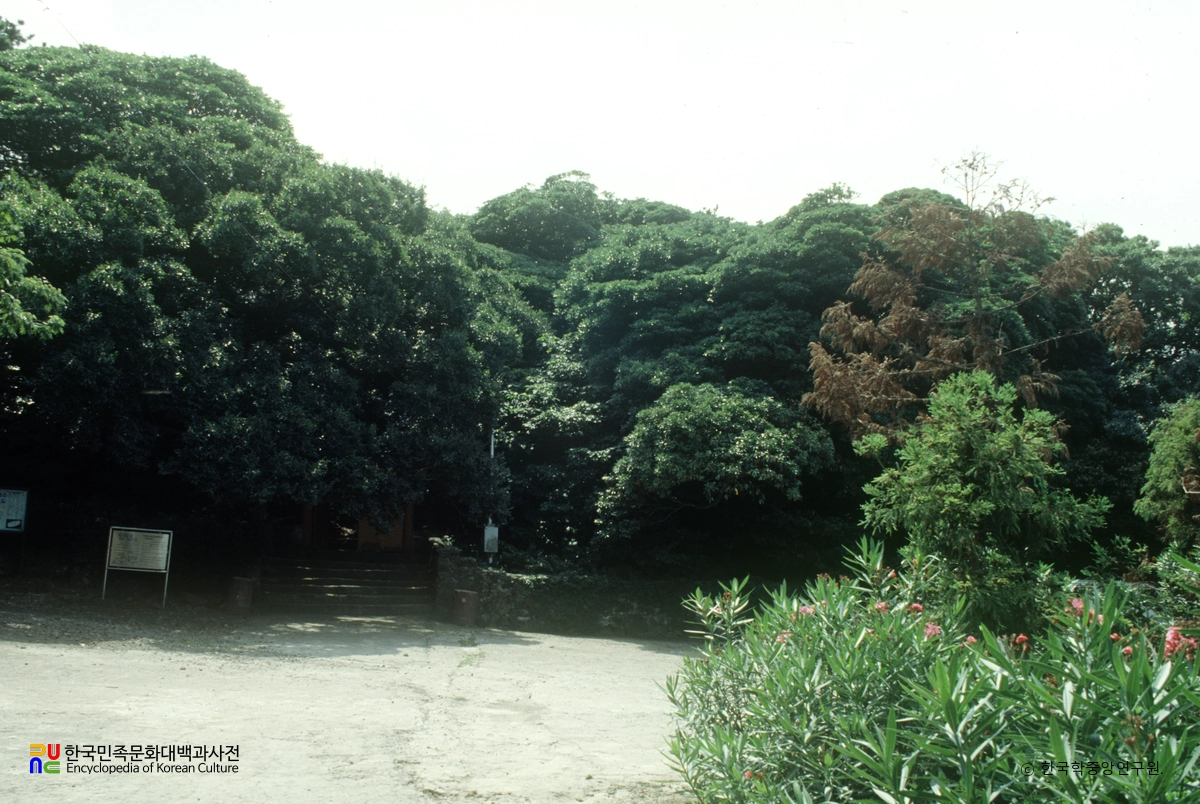 제주 납읍리 난대림
