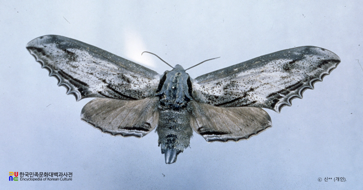 대왕박각시 / 대왕박쥐나방