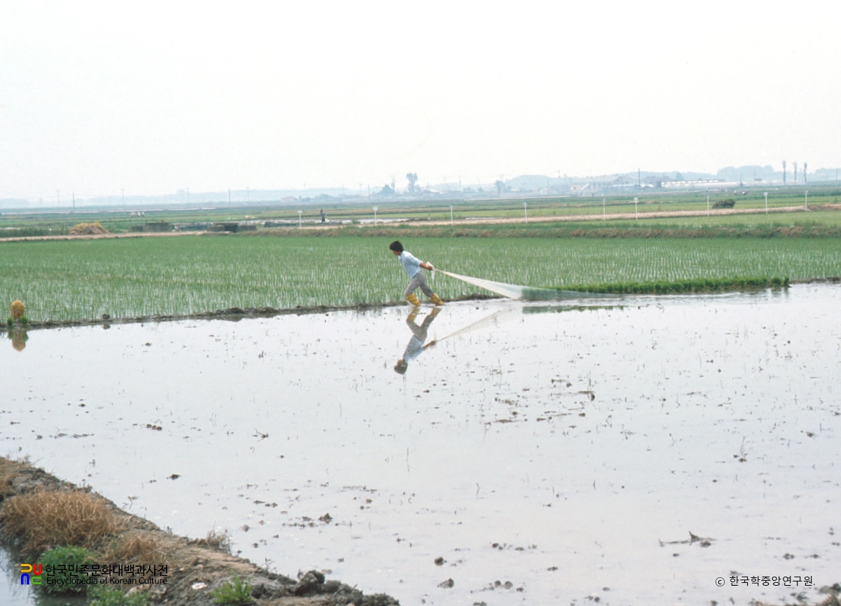 논농사