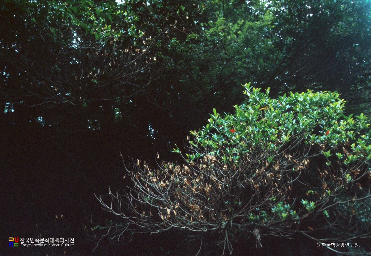 천제연 담팔수나무