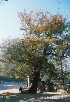 팽마카오 슬롯