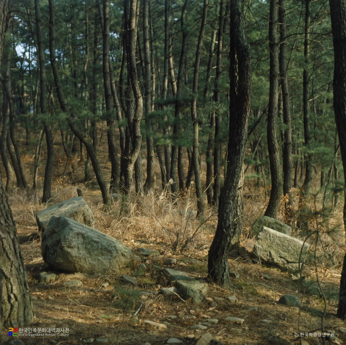 창림사지 주춧돌