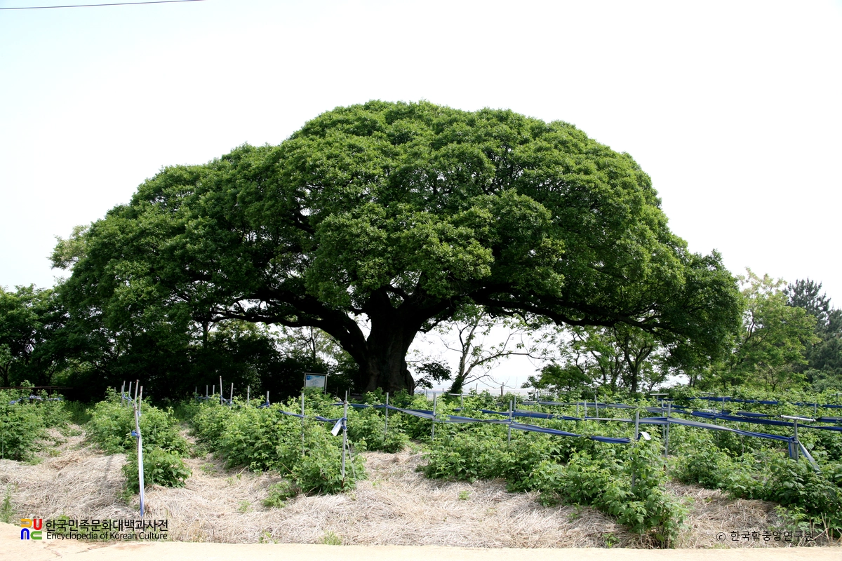 고창 수동리 팽나무