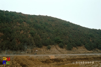 단양 영천리 측백나무 숲