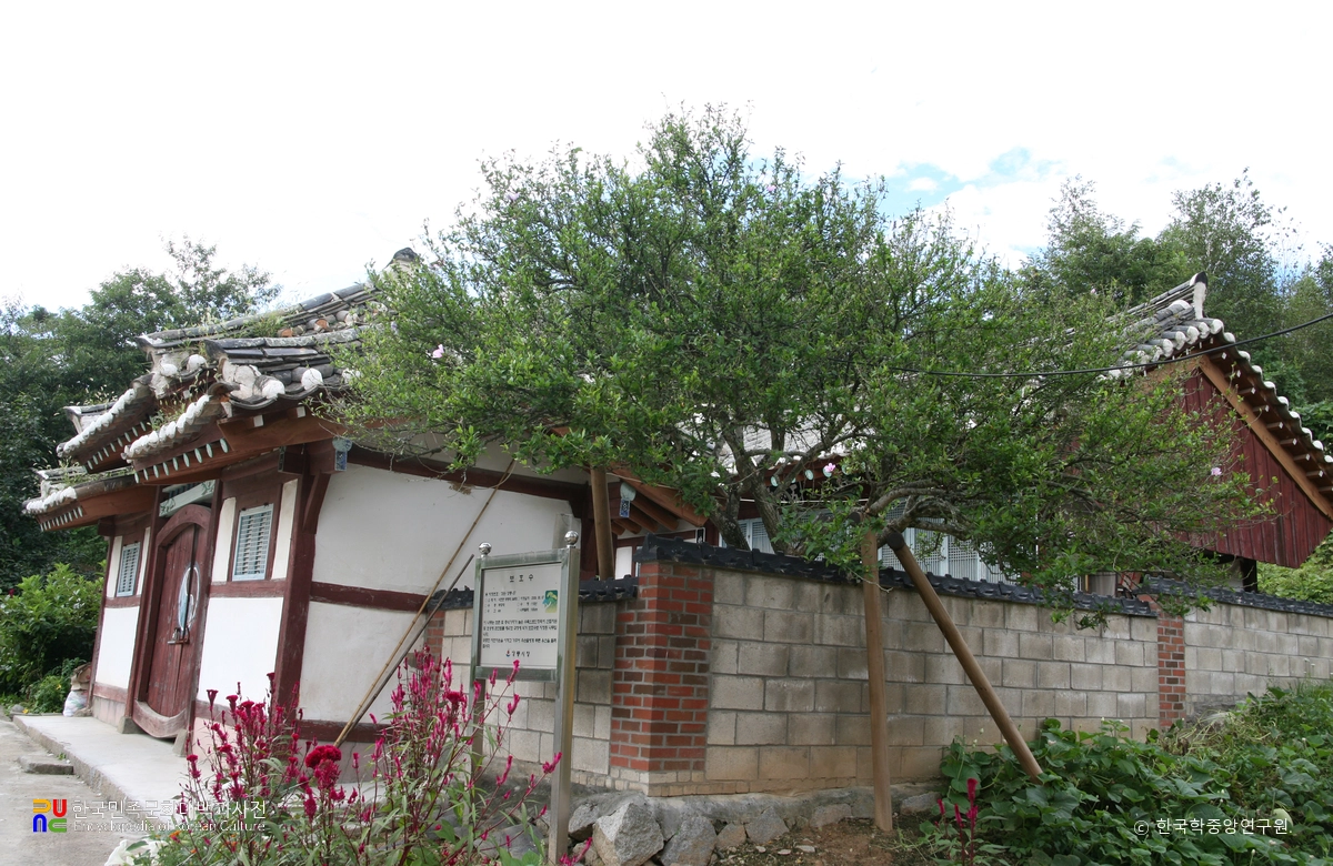 강릉 방동리 무궁화