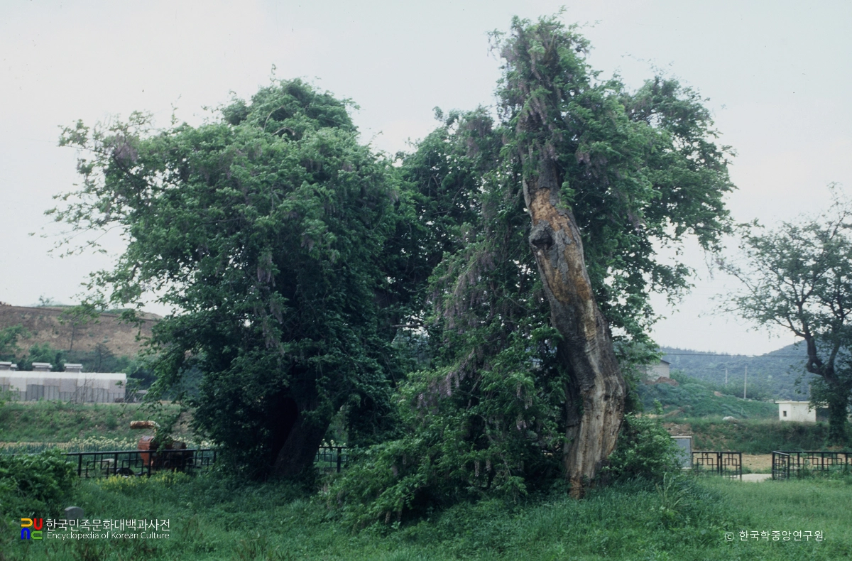 경주 오류리 등나무
