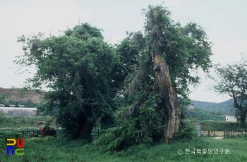 경주 오류리 등나무