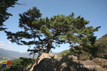 하동 축지리 문암송