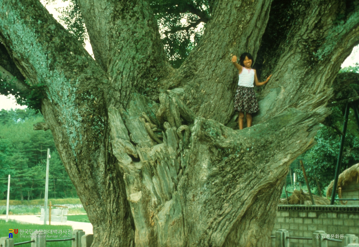 강릉 장덕리 은행나무