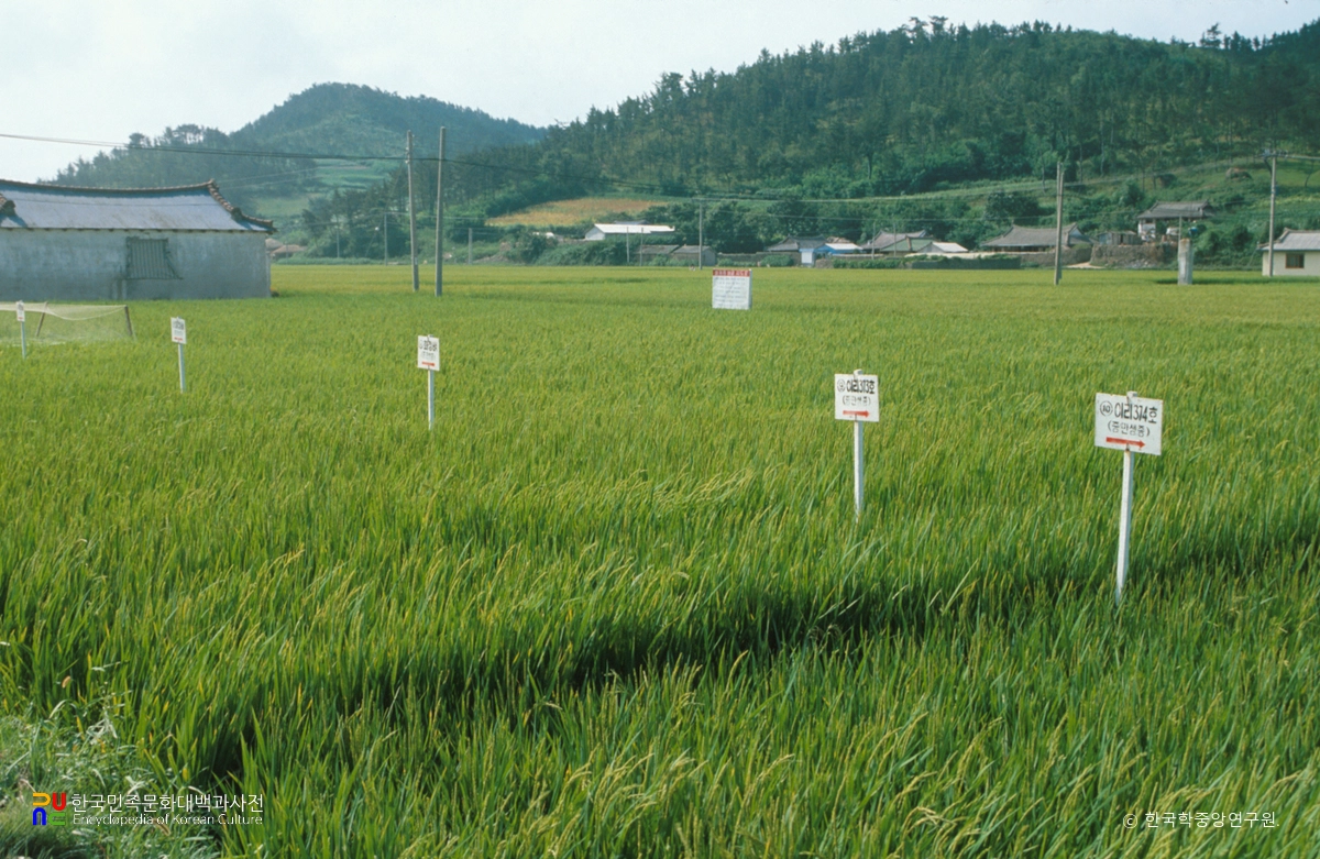 벼 품종 비교 지도표