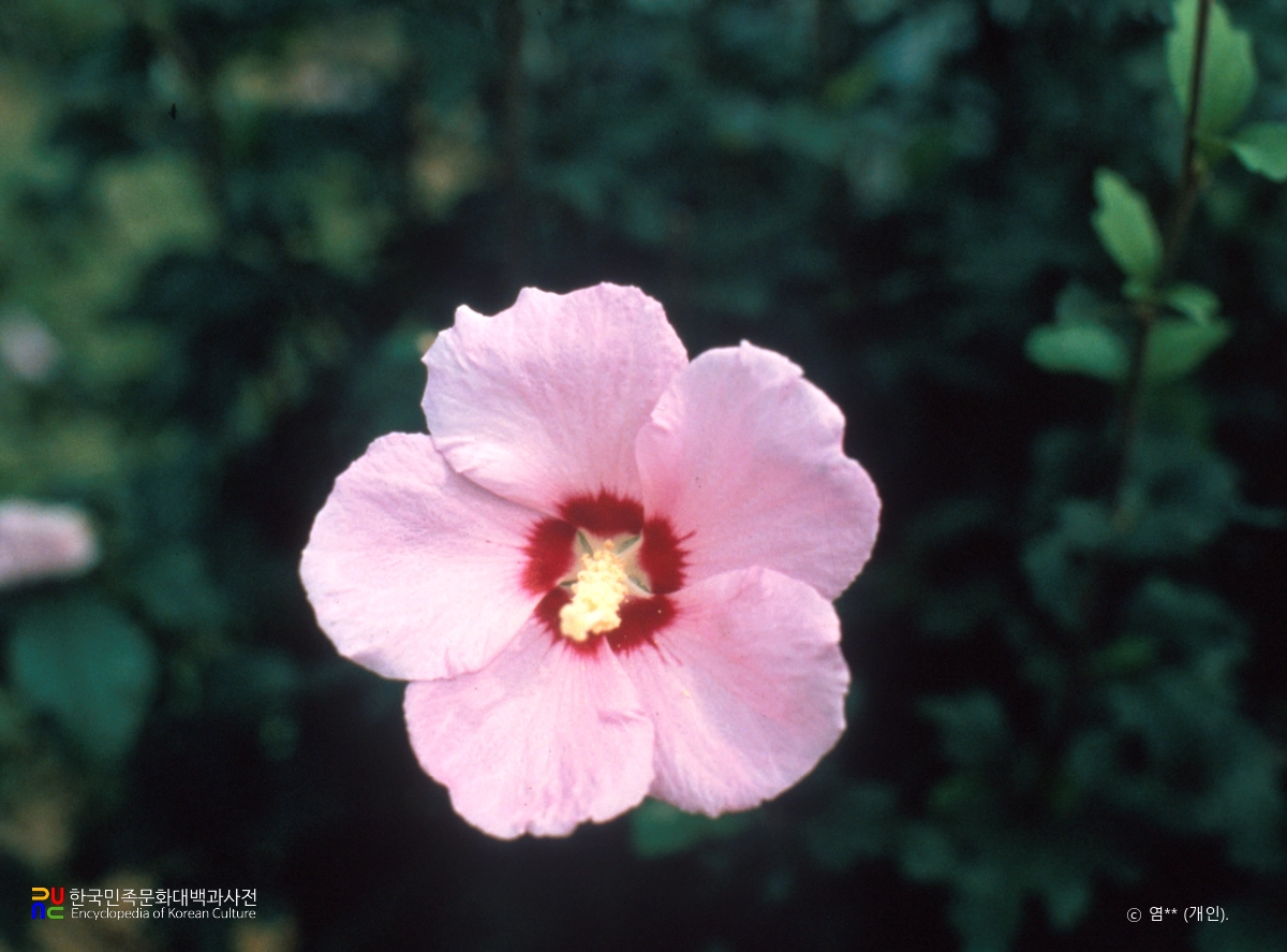 무궁화 / 고요로