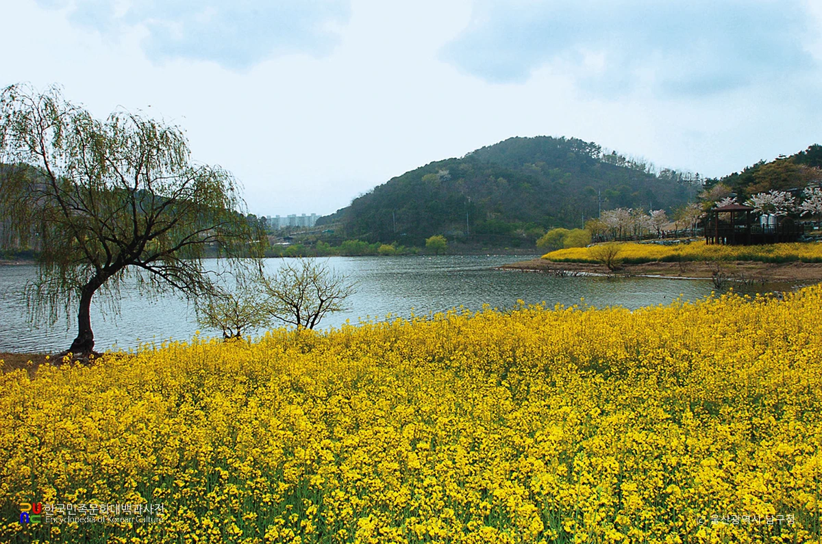 선암수변공원 유채꽃