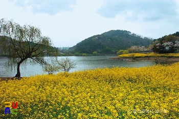 선암수변공원 유채꽃