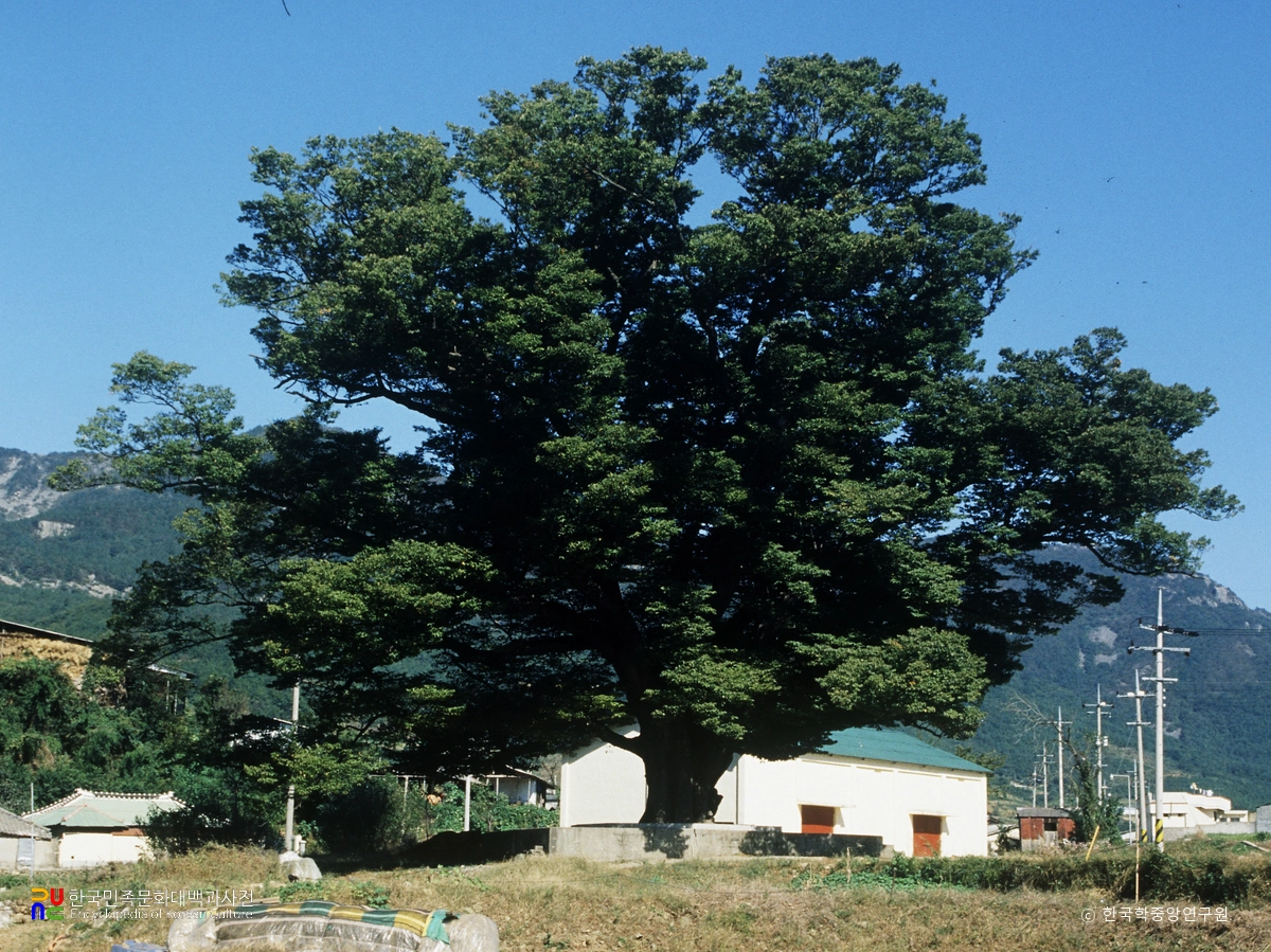 남해 당항리 느티나무